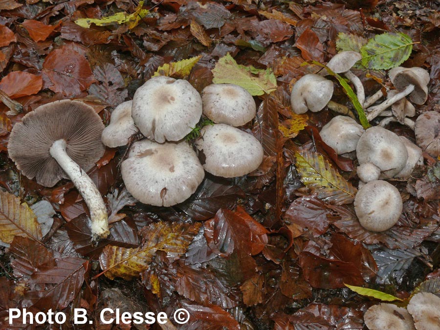 Psathyrella cotonea