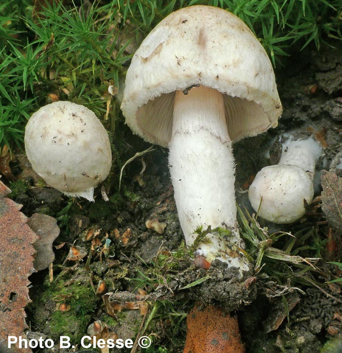 Psathyrella cotonea