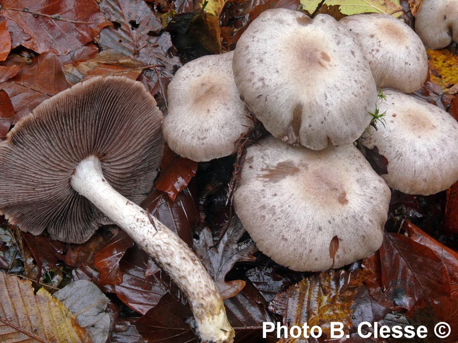 Psathyrella cotonea