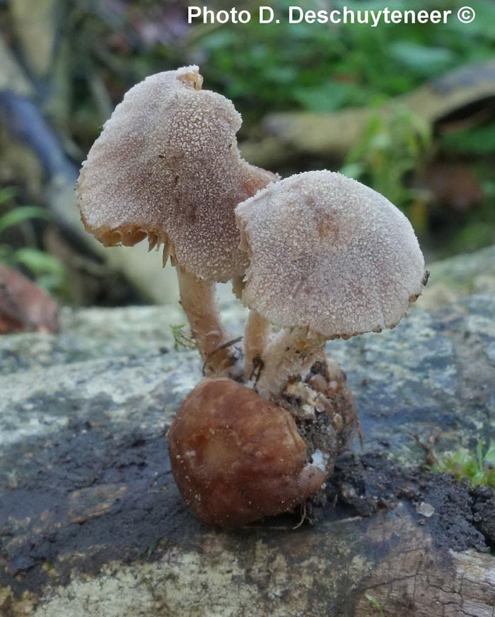 Psathyrella globosivelata