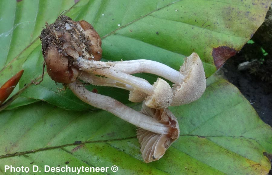 Psathyrella globosivelata