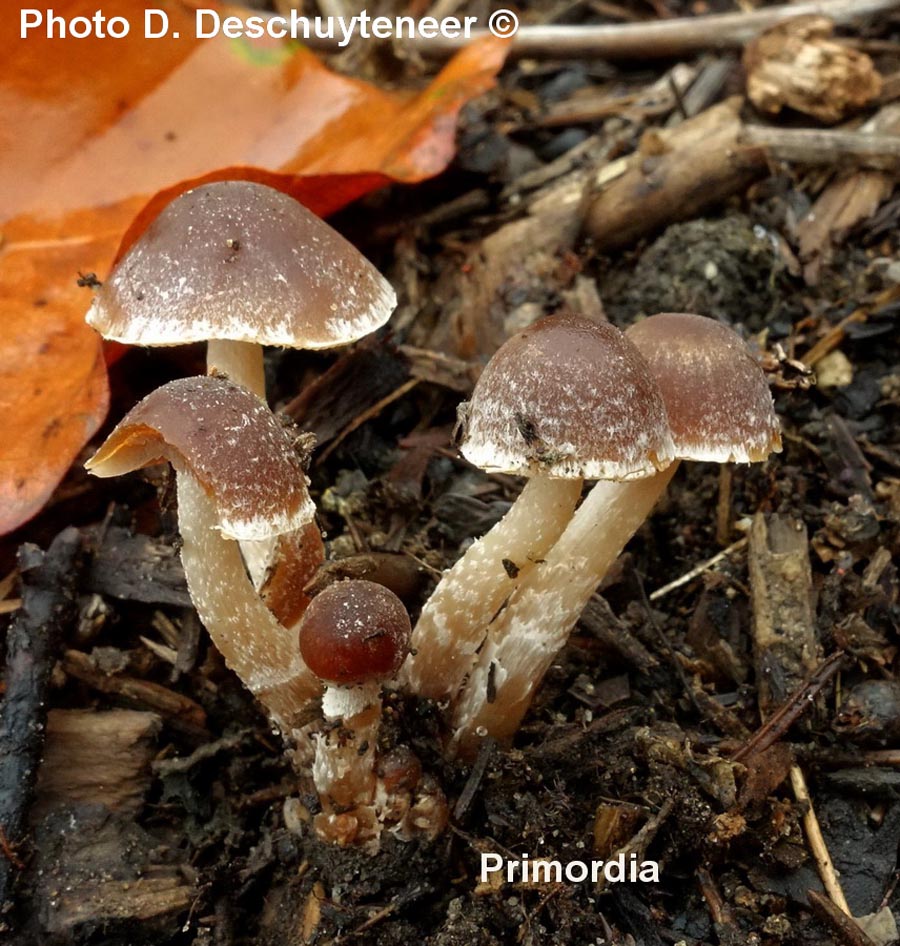 Psathyrella helebosensis