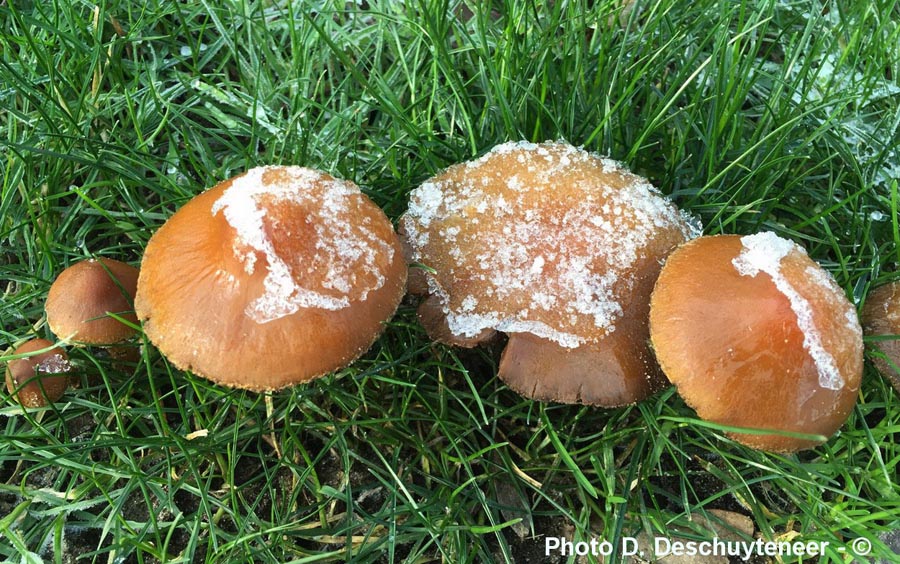 Lacrymaria lacrymabunda (= Psathyrella velutina, = P. lacrymabunda)