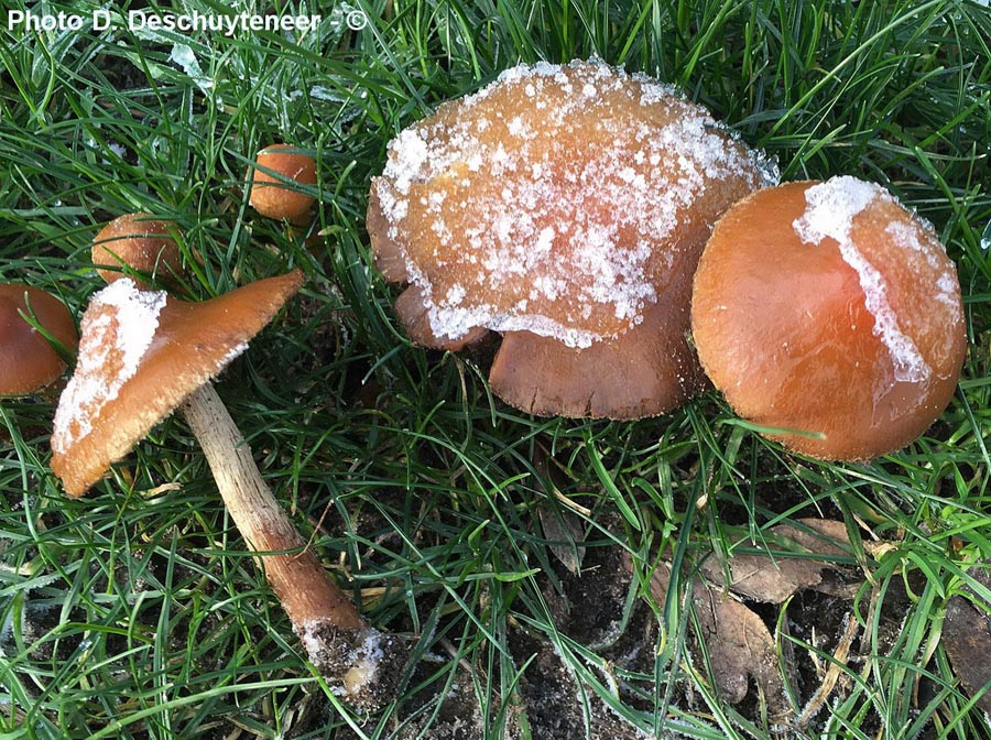 Lacrymaria lacrymabunda (= Psathyrella velutina, = P. lacrymabunda)