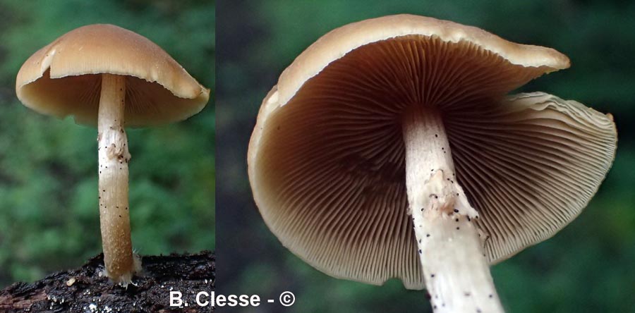 Psathyrella laevissima