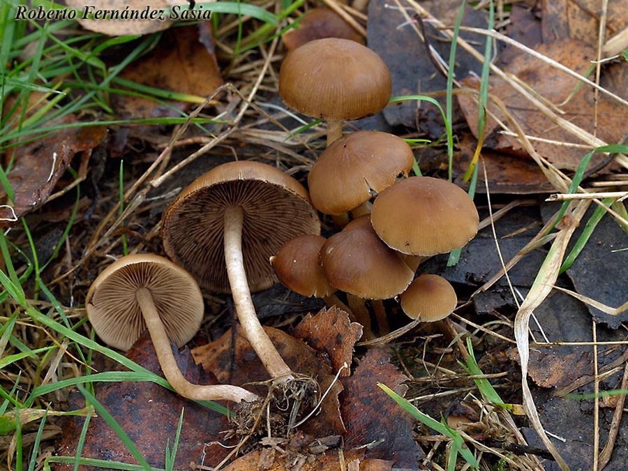 Psathyrella laevissima