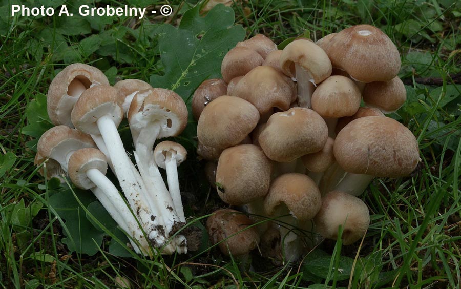 Psathyrella leucotephra