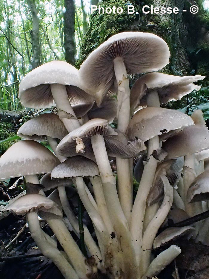 Psathyrella leucotephra