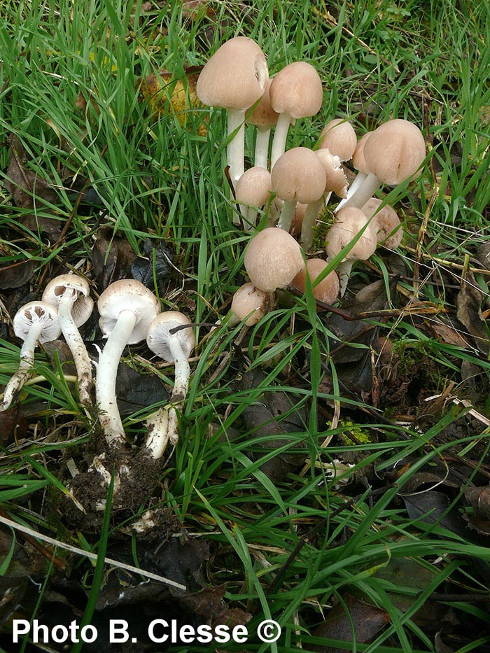 Psathyrella leucotephra