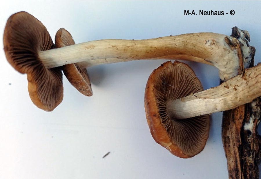 Psathyrella lutensis