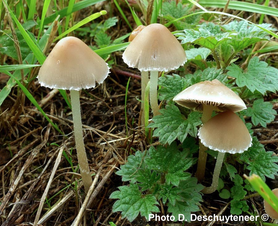 Psathyrella marcescibilis (Coprinopsis marcescibilis)