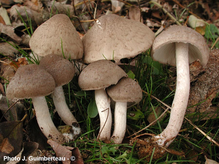 Psathyrella melanthina