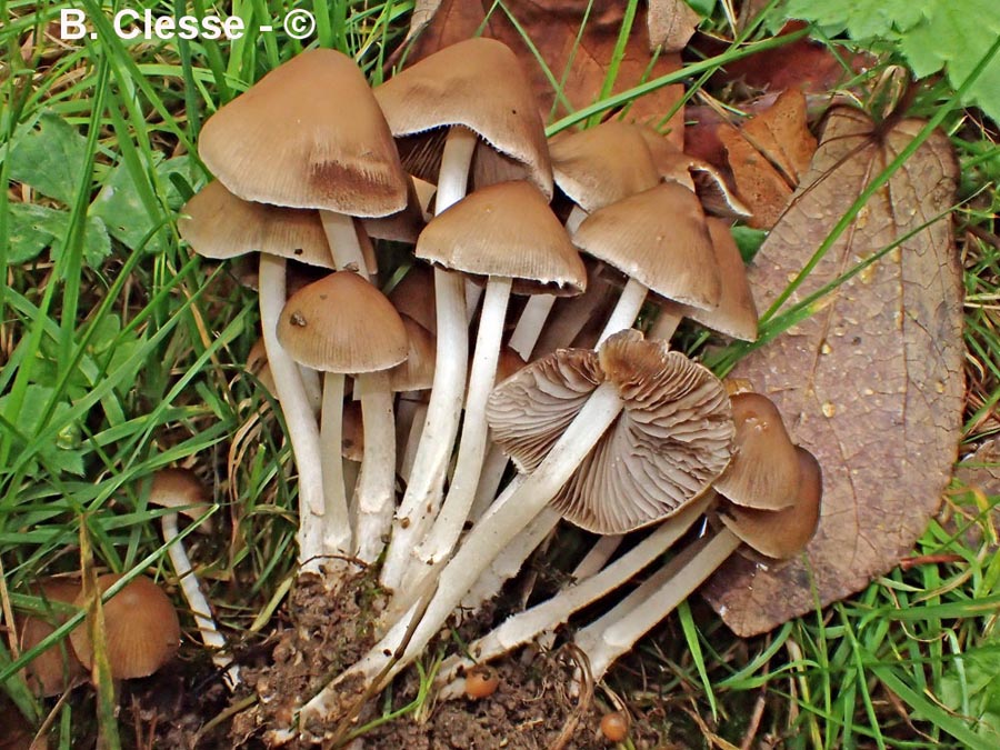 Psathyrella multipedata