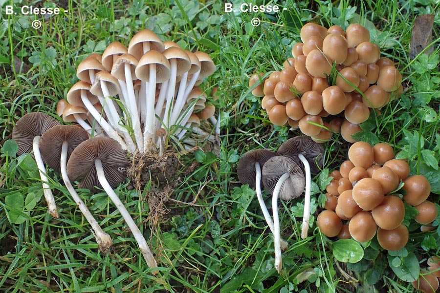 Psathyrella multipedata