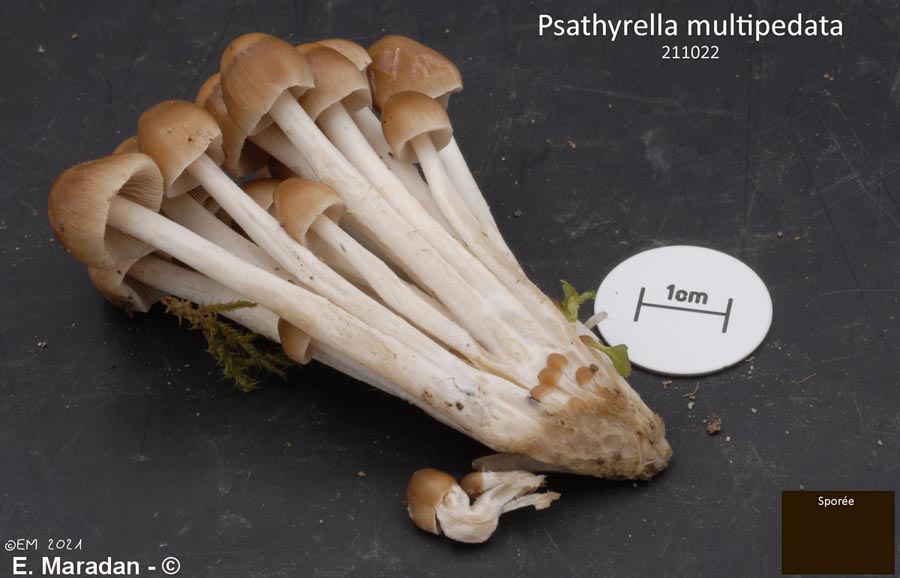 Psathyrella multipedata