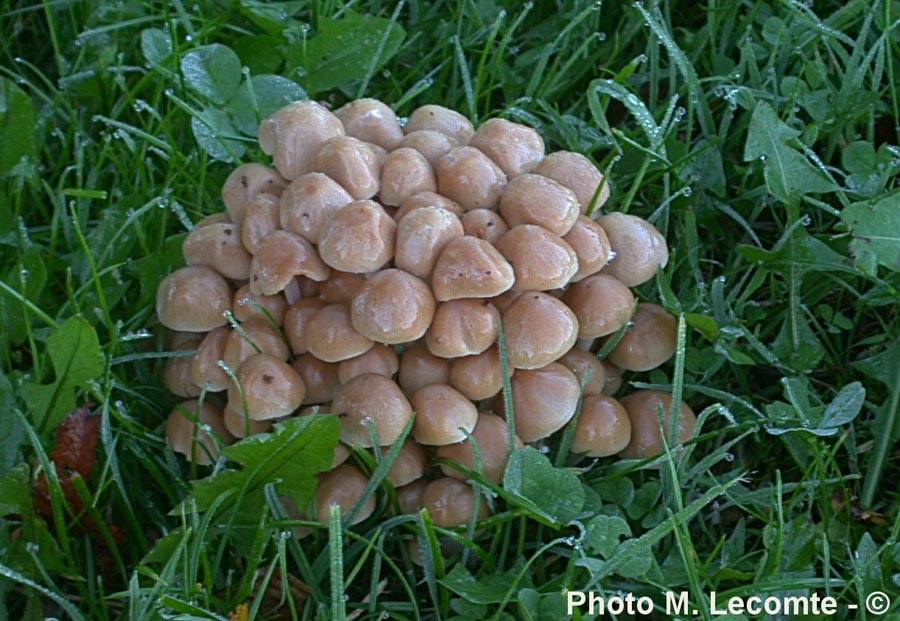 Psathyrella multipedata