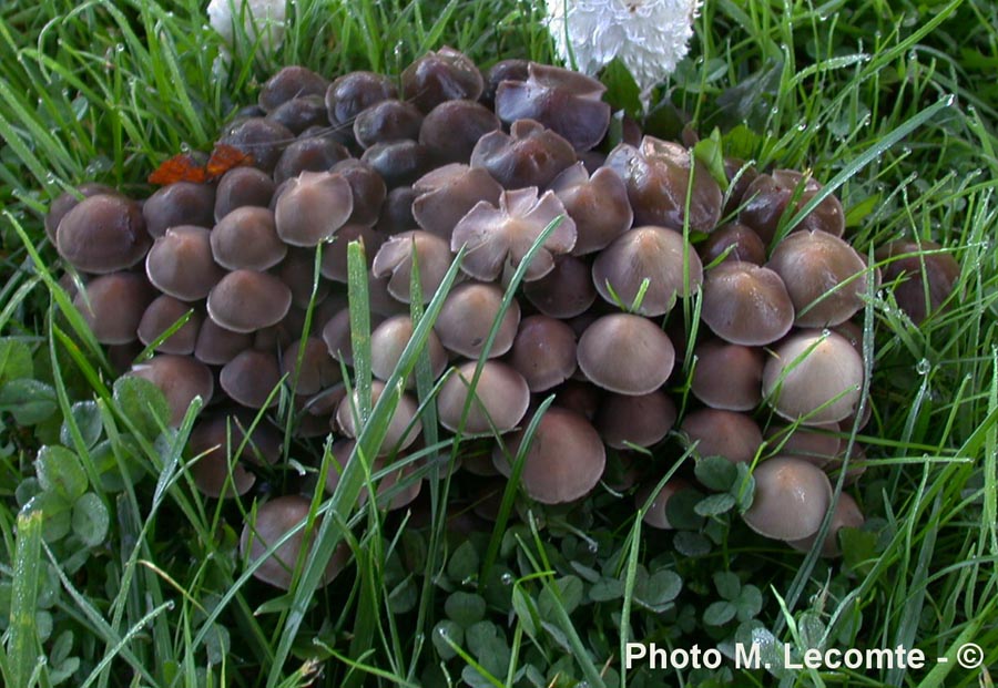 Psathyrella multipedata