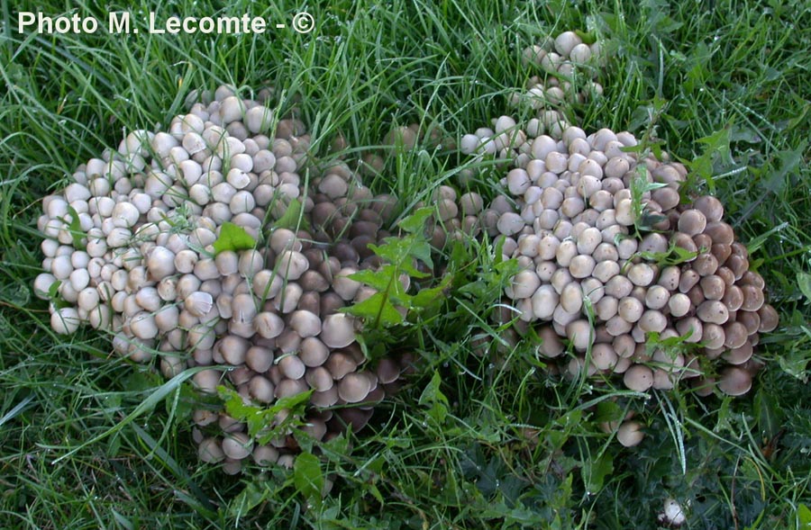 Psathyrella multipedata