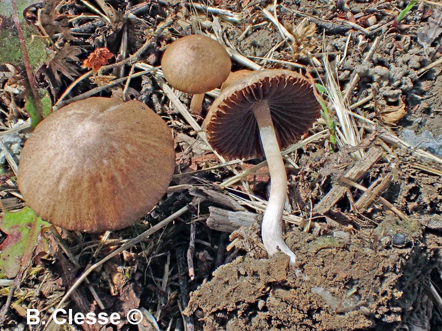 Psathyrella panaeoloides