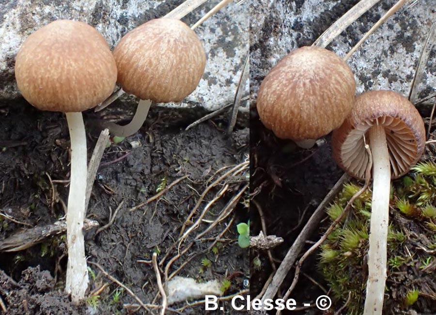 Psathyrella panaeoloides