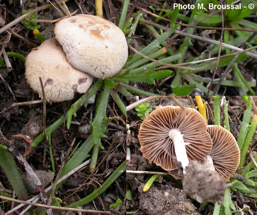 Psathyrella panaeoloides