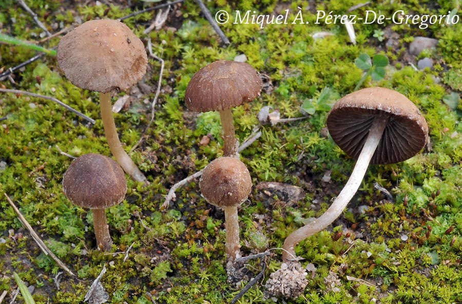 Psathyrella panaeoloides