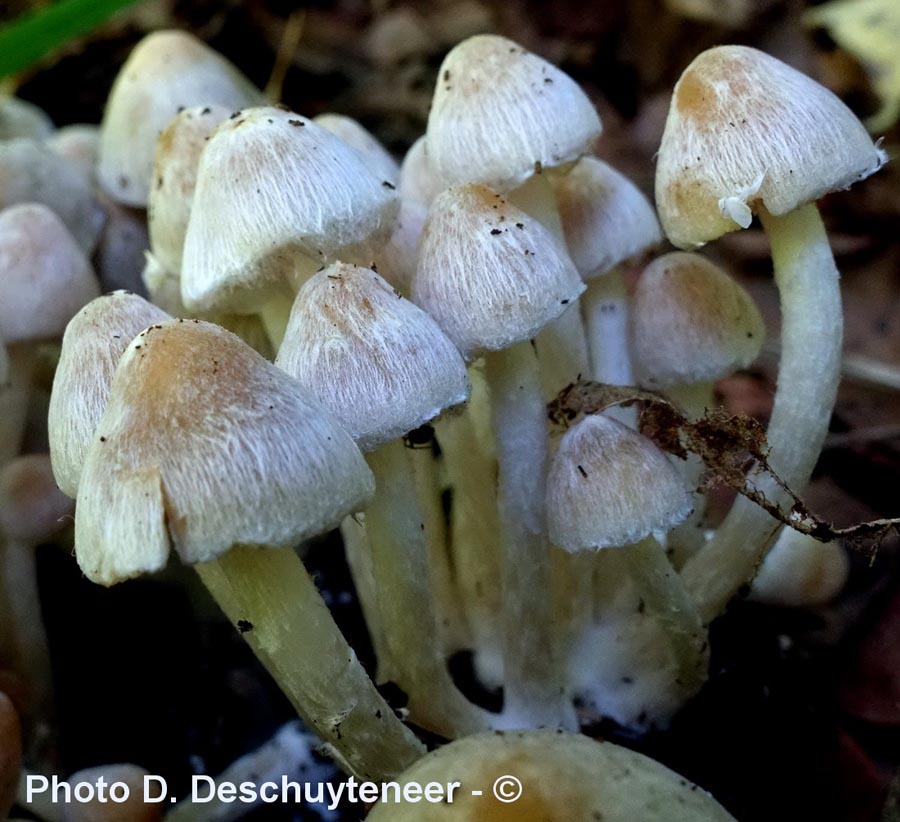 Psathyrella pannucioides (Coprinopsis pannucioides)