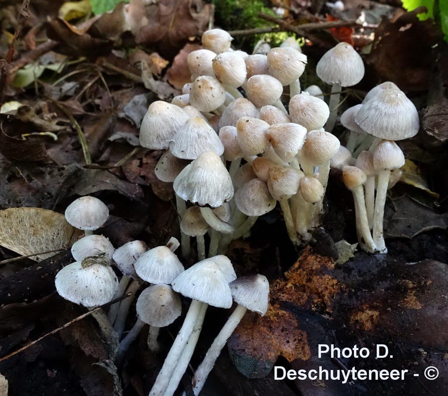 Psathyrella pannucioides (Coprinopsis pannucioides)