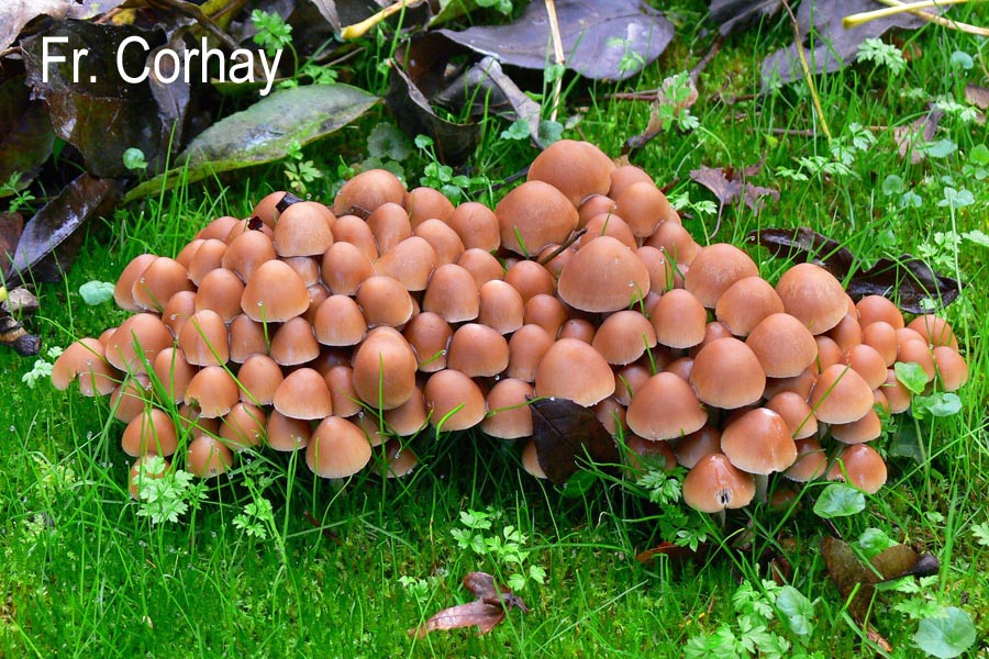 Psathyrella piluliformis (Psathyrella laevissima)