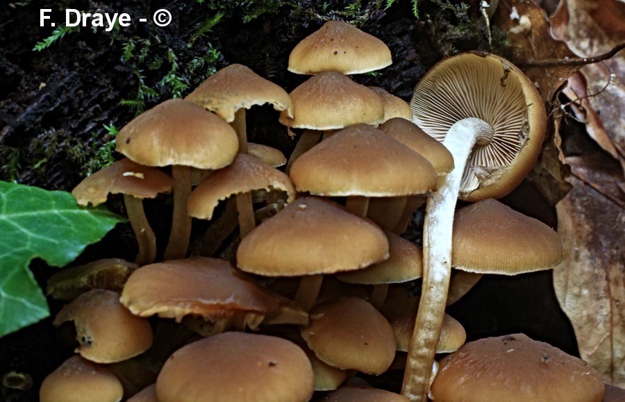 Psathyrella piluliformis (Psathyrella laevissima)