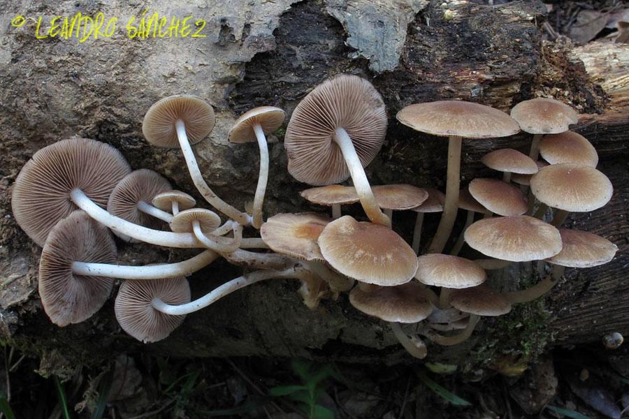 Psathyrella piluliformis