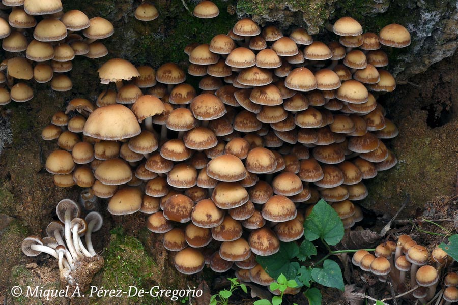 Psathyrella piluliformis