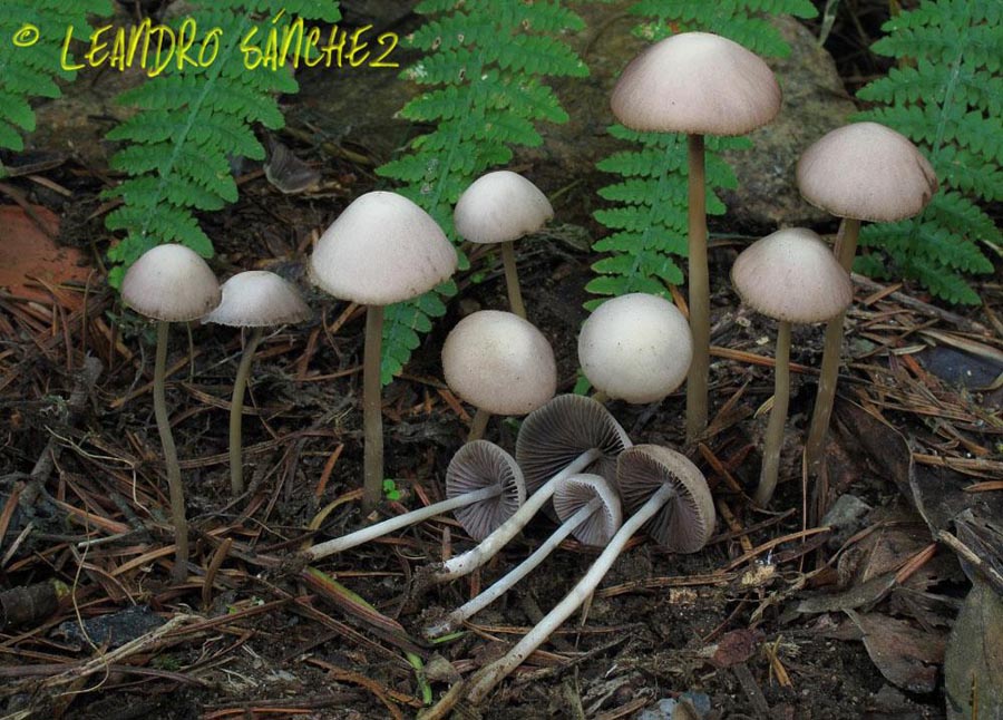 Psathyrella pseudogracilis