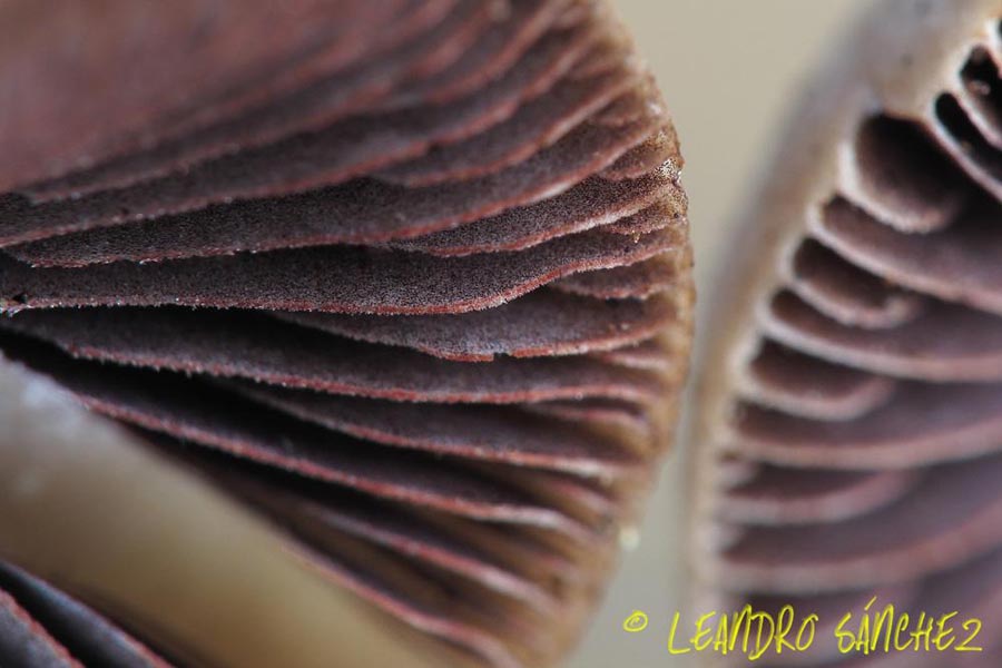 Psathyrella pseudogracilis