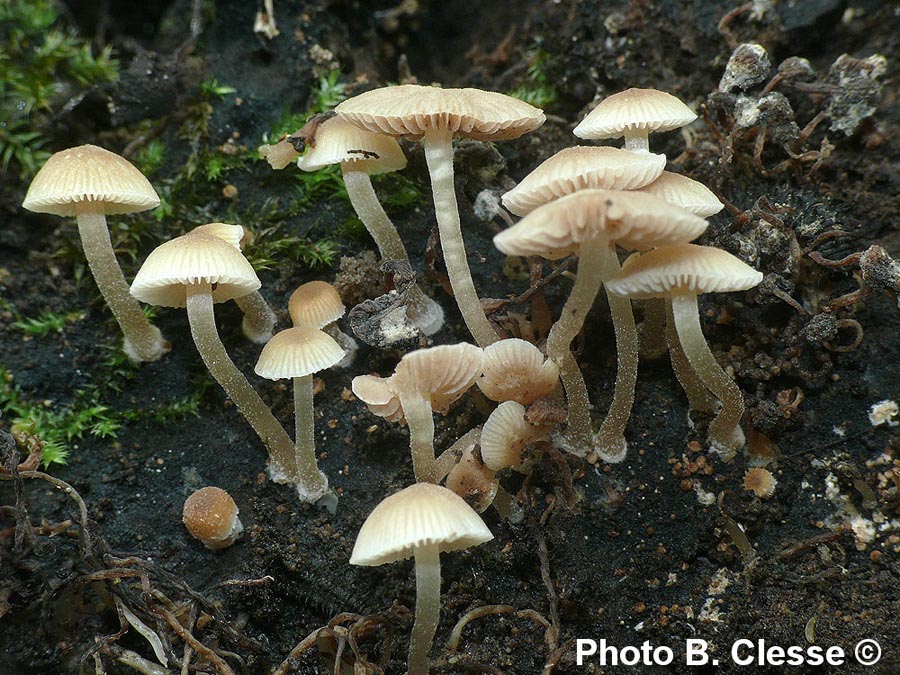 Psathyrella pygmaea