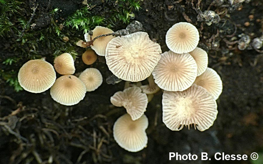 Psathyrella pygmaea