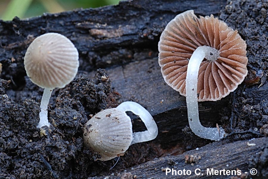 Psathyrella pygmaea