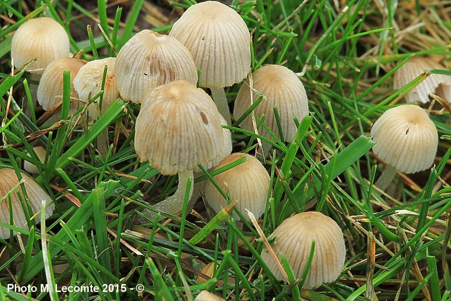 Psathyrella pygmaea