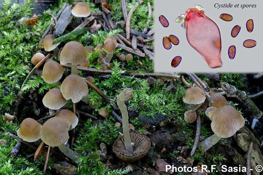 Psathyrella pygmaea