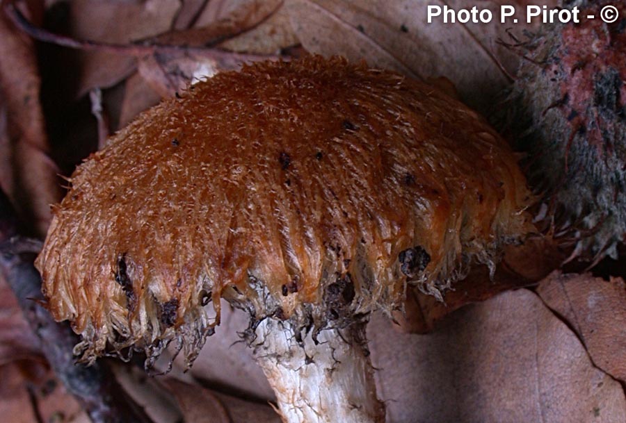 Psathyrella pyrrhotricha