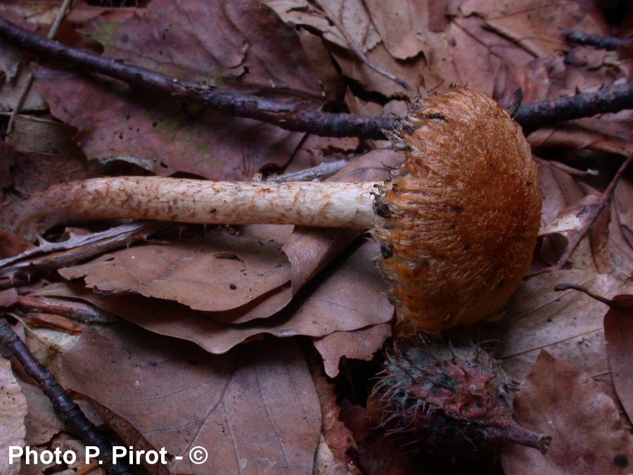 Psathyrella pyrrhotricha