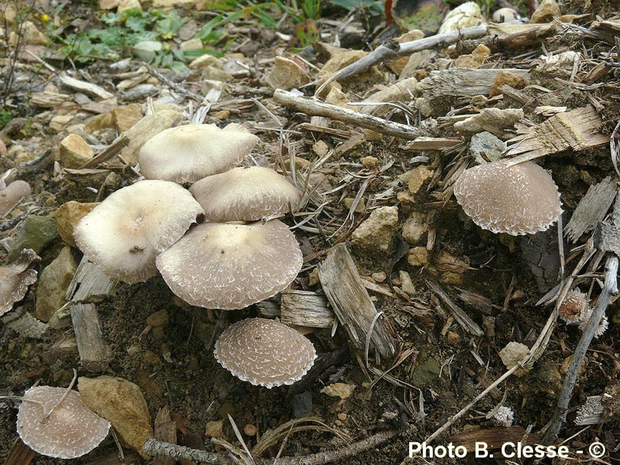 Psathyrella sacchariolens