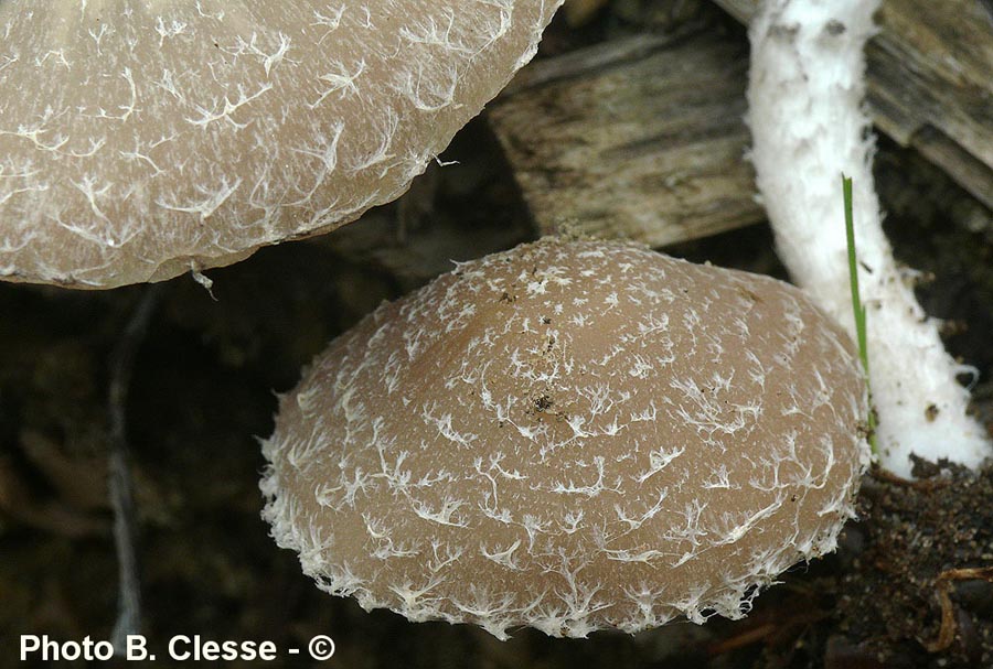 Psathyrella sacchariolens