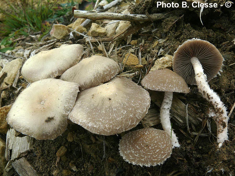 Psathyrella sacchariolens