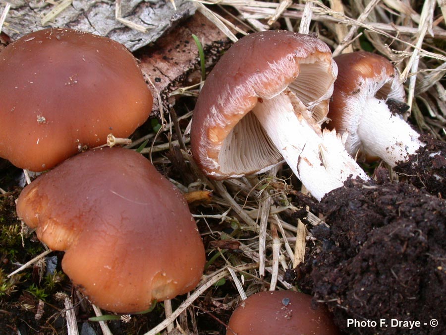 Psathyrella spadicea (Homophron sarcocephala)