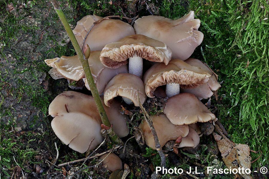 Psathyrella spadicea (Homophron sarcocephala)