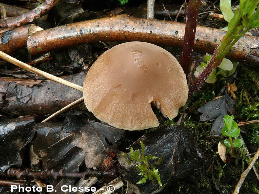 Psathyrella spadiceogrisea