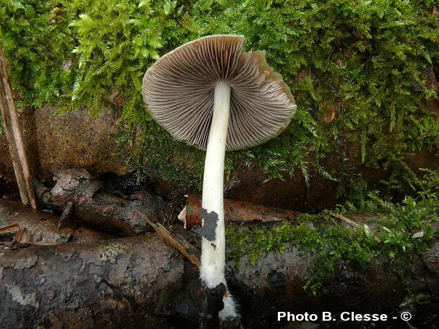 Psathyrella spadiceogrisea