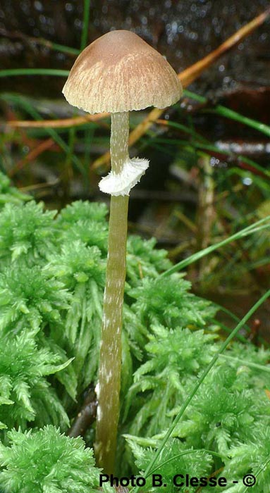 Psathyrella sphagnicola