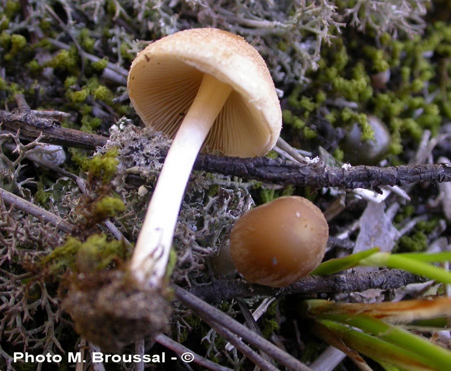 Psathyrella spintrigera